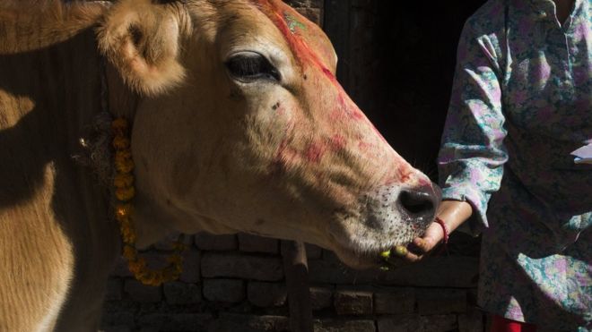  Pedagang sapi Muslim di India ‘ditembak dan dilempar ke rel kereta’
