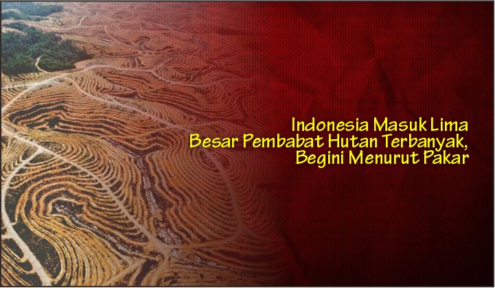  Indonesia Masuk Lima Besar Pembabat Hutan Terbanyak, Begini Menurut Pakar